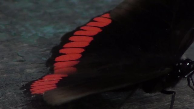 Dorsal view of Crimson-banded black Butterfly  or  the red rim (Biblis hyperia).