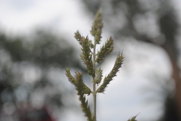 snow covered branches