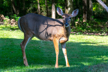 Closeup of a female whitetail deer on a meadow
