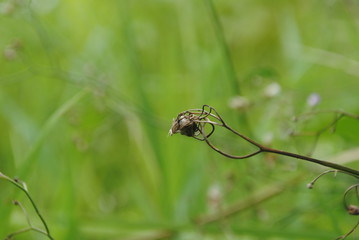 spider on a leaf