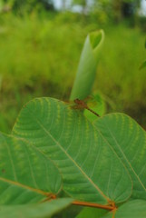 dragonfly on a leaf
