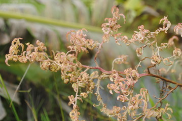 close up of willow branches