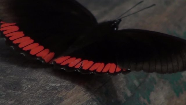 Dorsal view of Crimson-banded black Butterfly  or  the red rim (Biblis hyperia).
