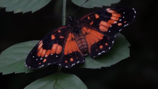 Beautiful colored butterfly: Bordered Patch (Chlosyne lacinia saundersii). Botanical Gardens scenes.