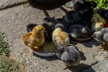 Baby chicken