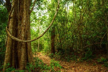 Fototapeta premium selva