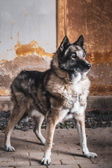 The portret of a dog