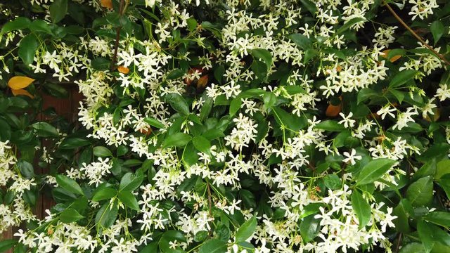 Slow plan to the right over a flowering jasmine vine