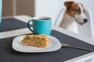 cake ant cup of tea dog kitchen