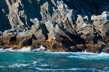 Fototapeta na wymiar Sea lion on the rocks of Starichkov island, Kamchatka.
