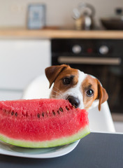 dog eating watermelon jack russell kitchen