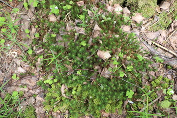 green moss on the ground