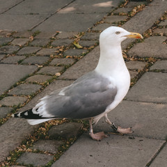 Seagull in the park