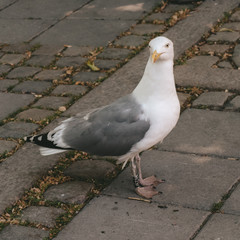 Seagull in the park