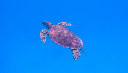 Tahiti turtle, Moorea