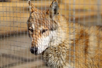 Wolf behind bars at the zoo