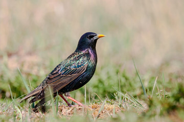Common starling sturnus vulgaris standing on grass meadow portrait. Cute bright colorful songbird in wildlife.