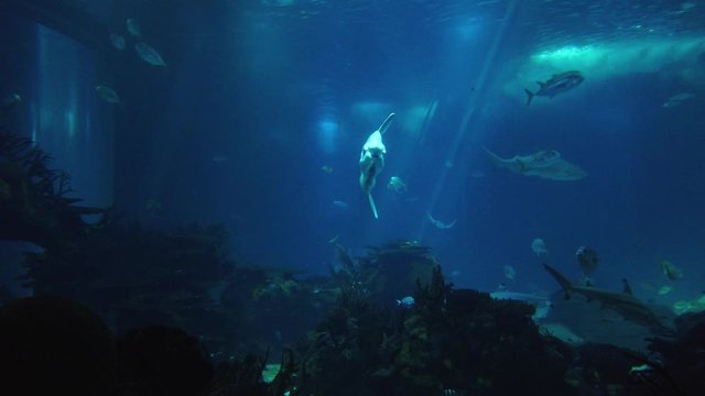 Underwater view from a sunfish or common mola (Mola mola) swiming with another fish