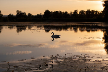 White swan swimming in the lake during beautiful, golden sunset, on the smooth, calm water surface