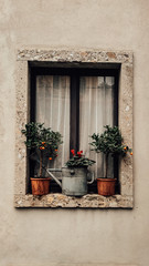 Fototapeta na wymiar old window with flowers
