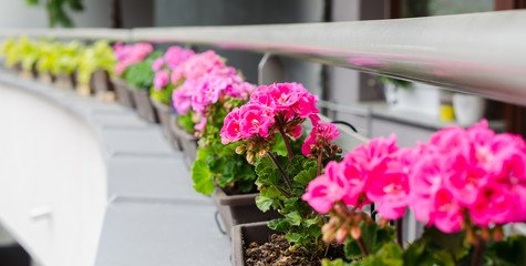 Flower pots with beautiful blooming geranium along balcony railing. Cozy summer balcony with many potted plants.