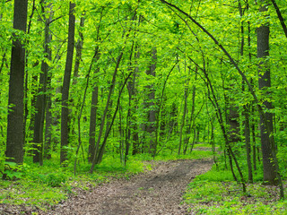 pathway in the forest with green trees in spring day