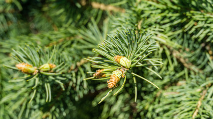 Naklejka na ściany i meble Blue spruce Picea pungens with blue needles. Close-up bright gold young shoots. Nature concept for design. Place for your text. Selective focus. Christmas concept.