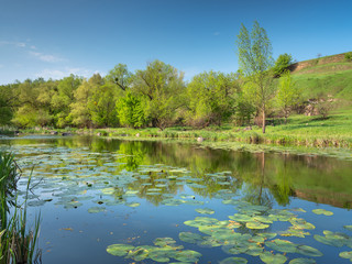 Fototapeta na wymiar tree and water grass in river in spring day with copy space in Ukraine