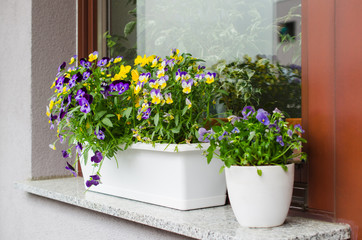 Flower pots with beautiful blooming pansies on balcony. Cozy summer balcony with many potted plants.