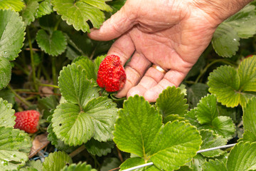 Mano cogiendo fresa de la planta