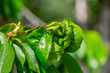 Black cherry aphids (Myzus cerasi) on a bunch of green cherries and leaves on a branch copy space...