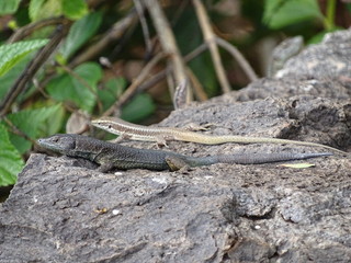 Close-up of common wall lizards catching some sun on a stone
