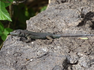 A common wall lizard catching some sun on a rock