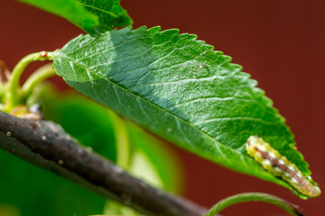 Yellow worm walking on a green leaf