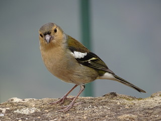 Close-up of a Madeiran chaffinch sitting on a rock