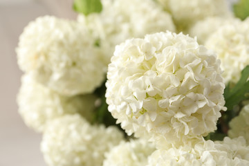 Beautiful hydrangea flowers, close up. Spring plant