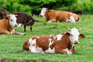 Fototapeta na wymiar Cows lying in the green grass 