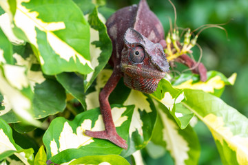 A bright red chameleon Sits in bright plants. Macro shooting