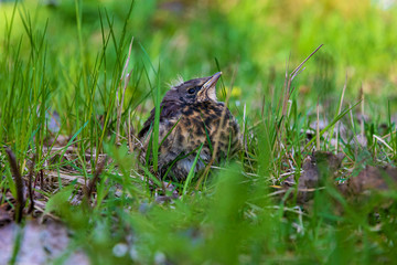 bird in the grass