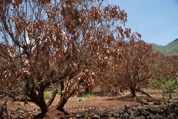Summer dead tree