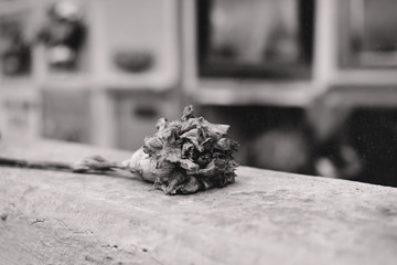 black and white rose