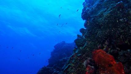 Fototapeta na wymiar Diving in Cozumel