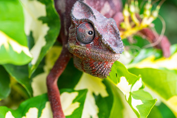 A bright red chameleon Sits in bright plants. Macro shooting