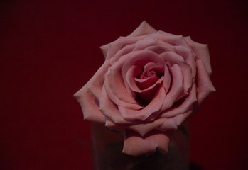 Romantic, isolated Pink rose on a red background