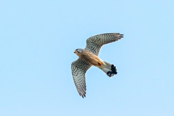 Common kestrel falco tinnunculus male in flight under blue sky. Cute orange falcon hovering and looking for prey. Bird in wildlife.