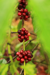 Coffee fruit that is nearing harvest time, beautiful colors