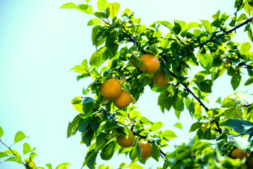 Cherry plum fruit on a tree on a branch in a Summer garden close-up. Ripe yellow plum berries on a branch with green leaves