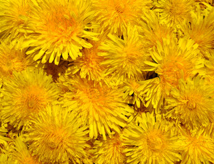 Blossoms of Taraxacum officinale background