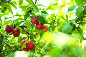 Plum fruit on a tree on a branch in a Summer garden close-up. Plum berries on a branch with green leaves