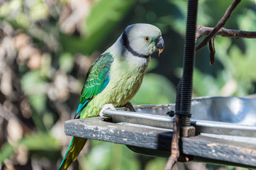 Green Parrot